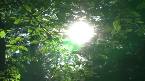 Sunshine and green leaves