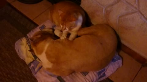 Sweet Cat Pets Her Sick Dog Friend While He Sleeps