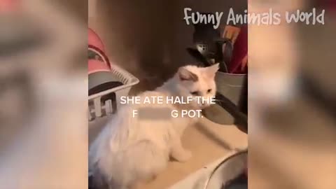Funniest_Dogs_And_Cats_Videos_Best_Funny_Animal_Videos_2022(360p)