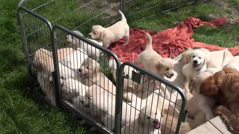 Dog Puppies playing