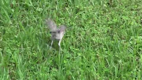 Training bird to fly