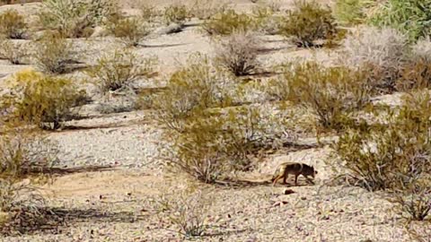 Wild healthy cayote in the desert