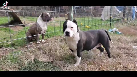 2Fac Panda 🐼 is pregnant MsuBullyFarm Aliendawgs Bloodline