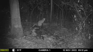 Fox peeing on a stump