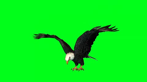 keying eagle flying to show animal action composite video