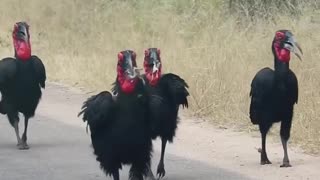 SOUTHERN GROUND HORNBILLS