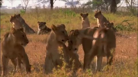 African lion /amazing animals