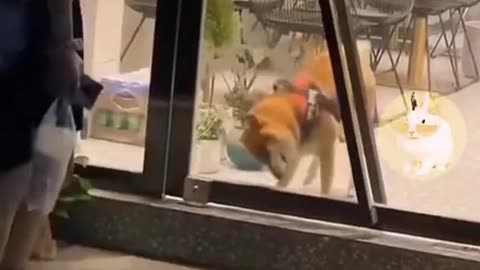 Cute dogs Funny Video