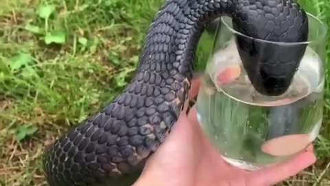 Cobra Drinking water