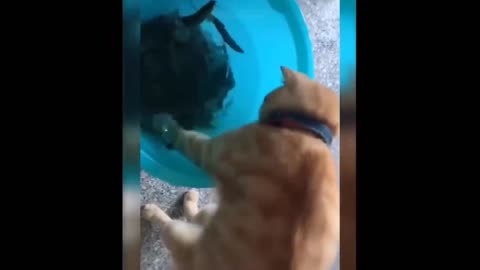 Animals special funny videos 2022,cat and dog funny video