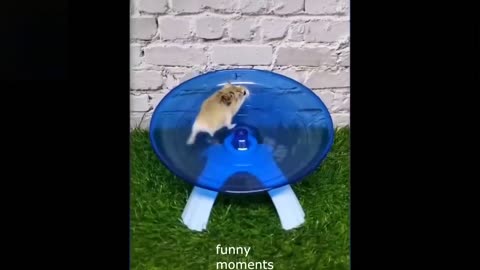 Funny home videos with animals