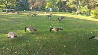 watch the beauty of the geese at the park in Montreal