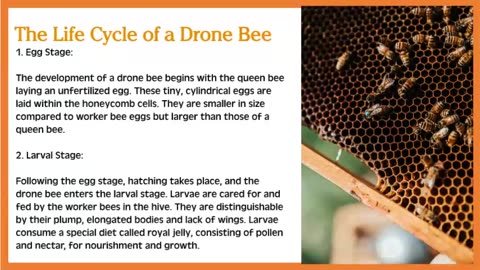 The Drone Bee: Unlocking the Secret to a Thriving Hive Population