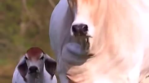 Amazing Cow--_cow _cowvideos _youtubeshorts _animals _shorts(1080P_HD)