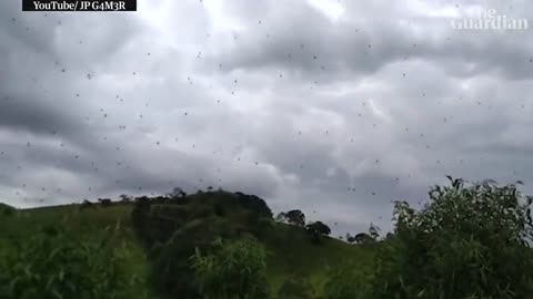 Cloudy with a chance of arachnophobia: raining spiders in Brazil