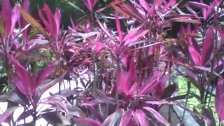 Lots of pink and purple dracaena in the botanical garden, very pretty plants [Nature & Animals]