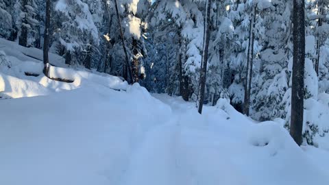 Entering Snowy Spooky Thicker Forest – Central Oregon – Swampy Lakes Sno-Park