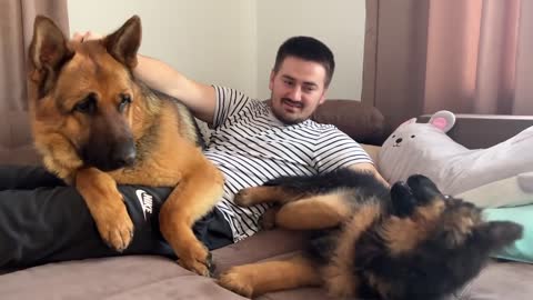 German Shepherd Protects his Human Dad from German Shepherd Puppy