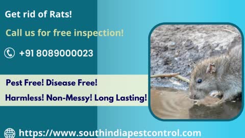 Rodent Control Services in Cochin