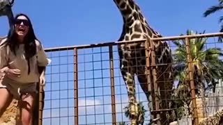 giraffe not playing around