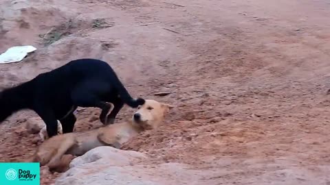 funny dogs playing with people 2022 , cute dogs