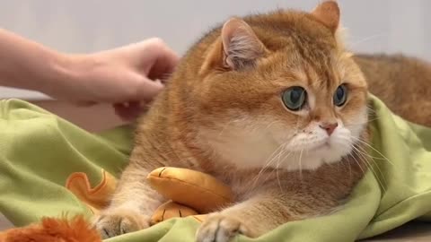 The Sweetest Moments of a Pure-hearted Kitty