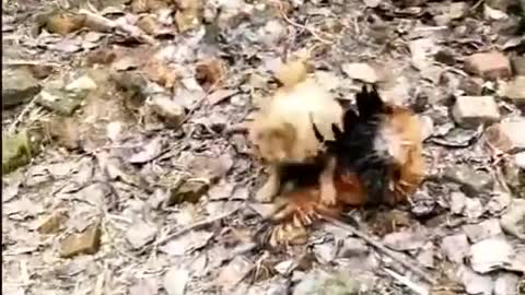 Chicken VS Dog Fight Funny Dog Fight Video