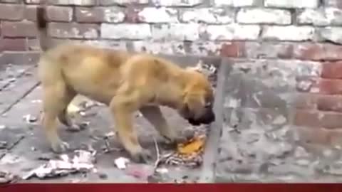 Monkey harasses puppy, pulls tail in humour - hilarious sequence