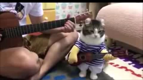 Cute Cat wants to play the guitar