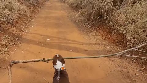 Dog Finds the Best Stick Ever