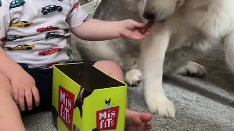 Husky and baby become best friends 4 years full story