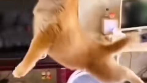 Very Funny video of pets