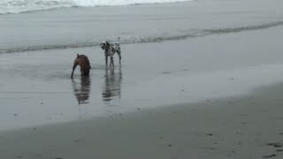 Zeus Dalmation on the Beach in Carmel California