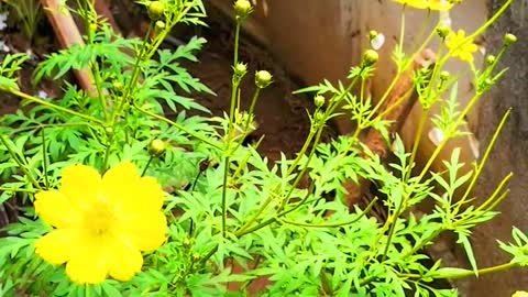 A yellow marijuana flower in the green garden