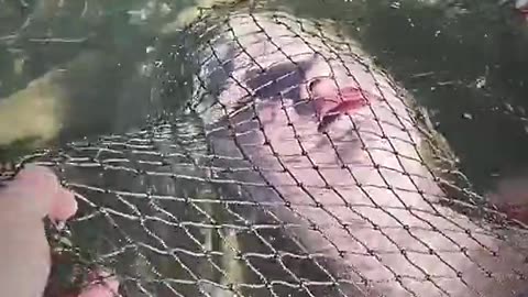 2 Mermaids captured in the net by fisherman watch the video and check it out