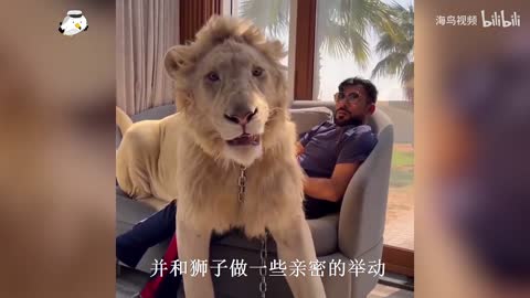 The rich keep lions as pets
