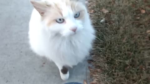 Friendly Cat With Beautiful Eyes