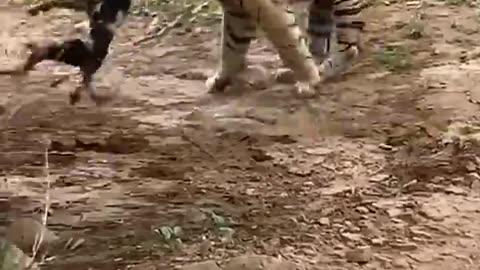 Tiger killed dog at zone 2 Ranthambore National Park, Tiger attack dog #Shorts.mp4