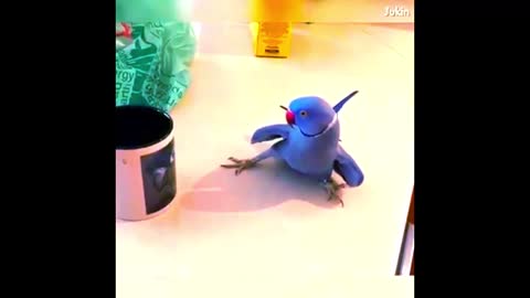 Ring Neck Bird falls in love with mug