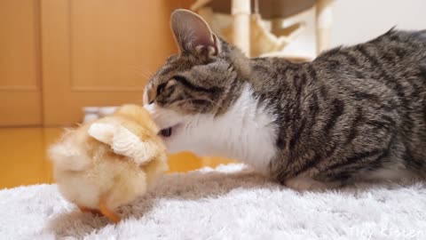 Kitten Coco takes care of a tiny chick