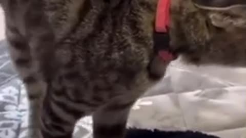 Amazing cat 🐈 trending video
