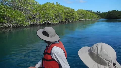 Ecuador: Cruising mangrove inlet, Isla Isabela, Galapagos