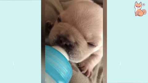 Cute And Funny Pet Videos - Funny Dog Videos - Baby Dogs