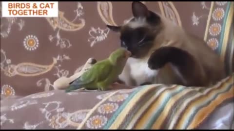 Birds and cats living together