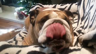 English Bulldog enjoys tasty snack