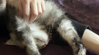 Maine Coon Kitten - Sleepy Sancti is Zonked.