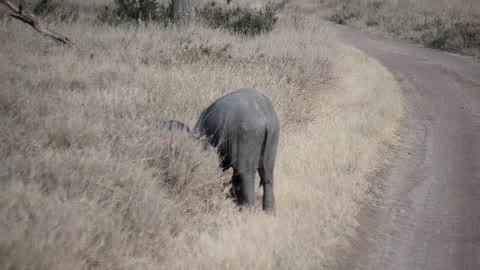 Baby elephant throwing a tantrum