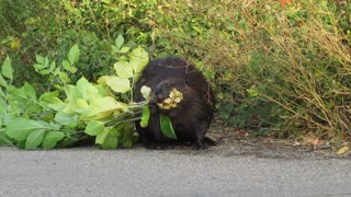 Beaver Out for a Morning Stroll in Saskatoon