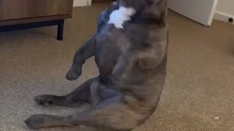 The dog enjoys dancing