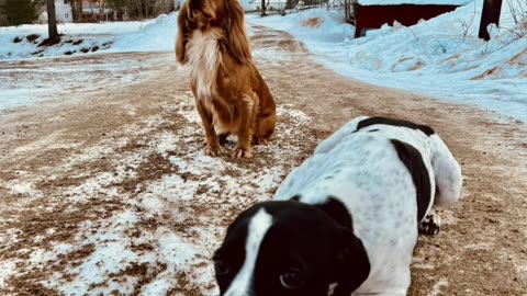 Patient Dogs Wait Like Statues